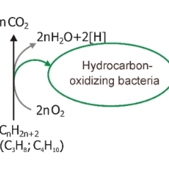 Hydrocarbon degradation by bacteria