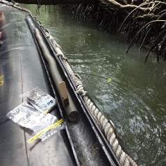 Mangrove forest