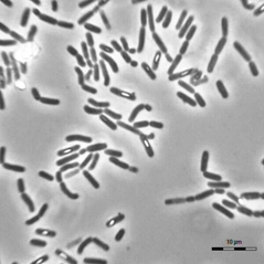 MEOR Bacteria