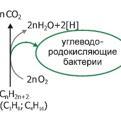 Бактериальному разложению углеводородов