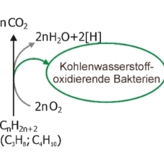 Bakterieller KW-Abbau